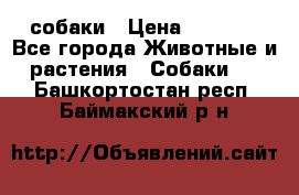 собаки › Цена ­ 2 500 - Все города Животные и растения » Собаки   . Башкортостан респ.,Баймакский р-н